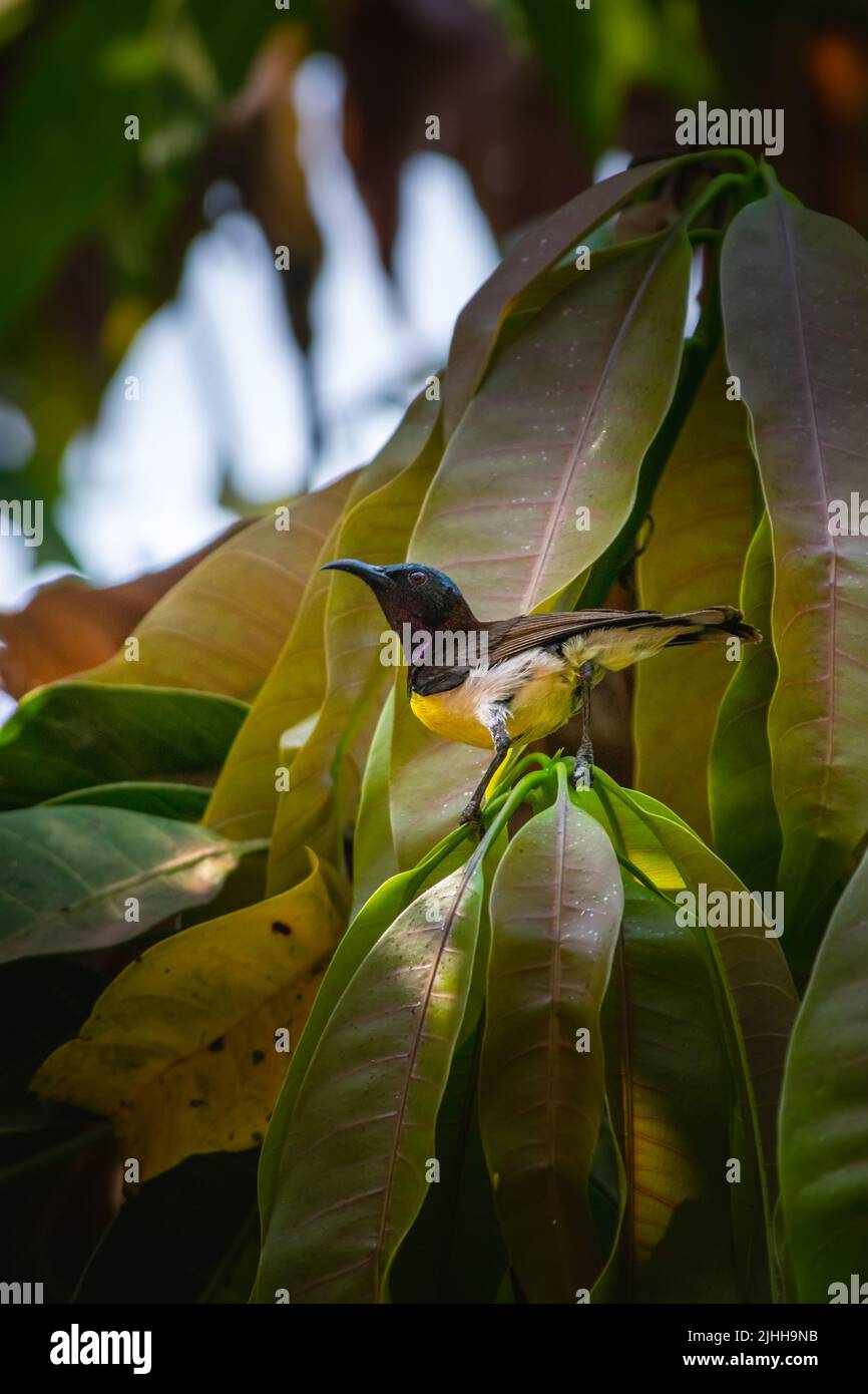 purple rumped Sunbird on the plant twig looking. Used selective focus. Stock Photo
