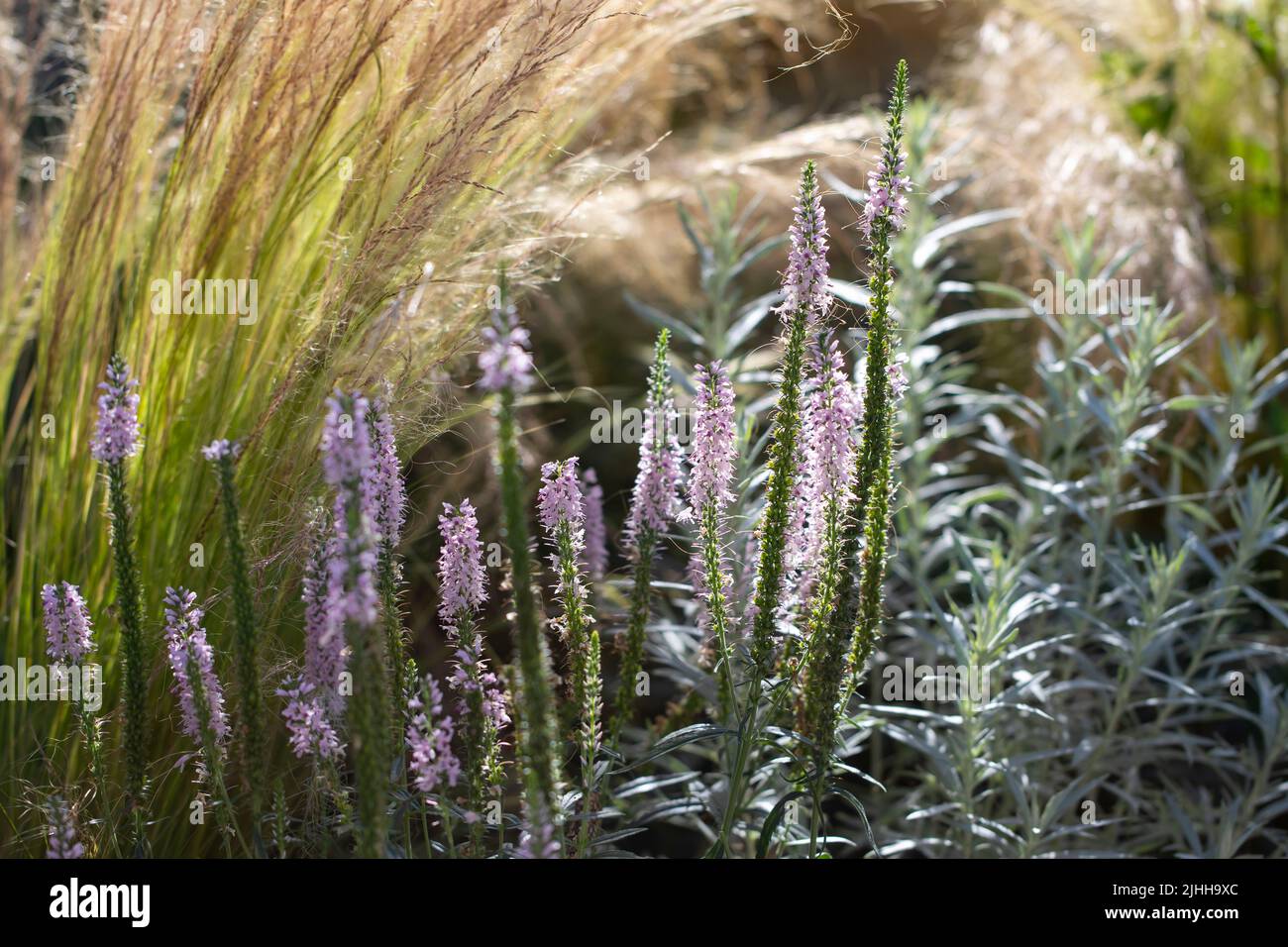 Flower border with stipa tenuissima and ornamental sage Stock Photo