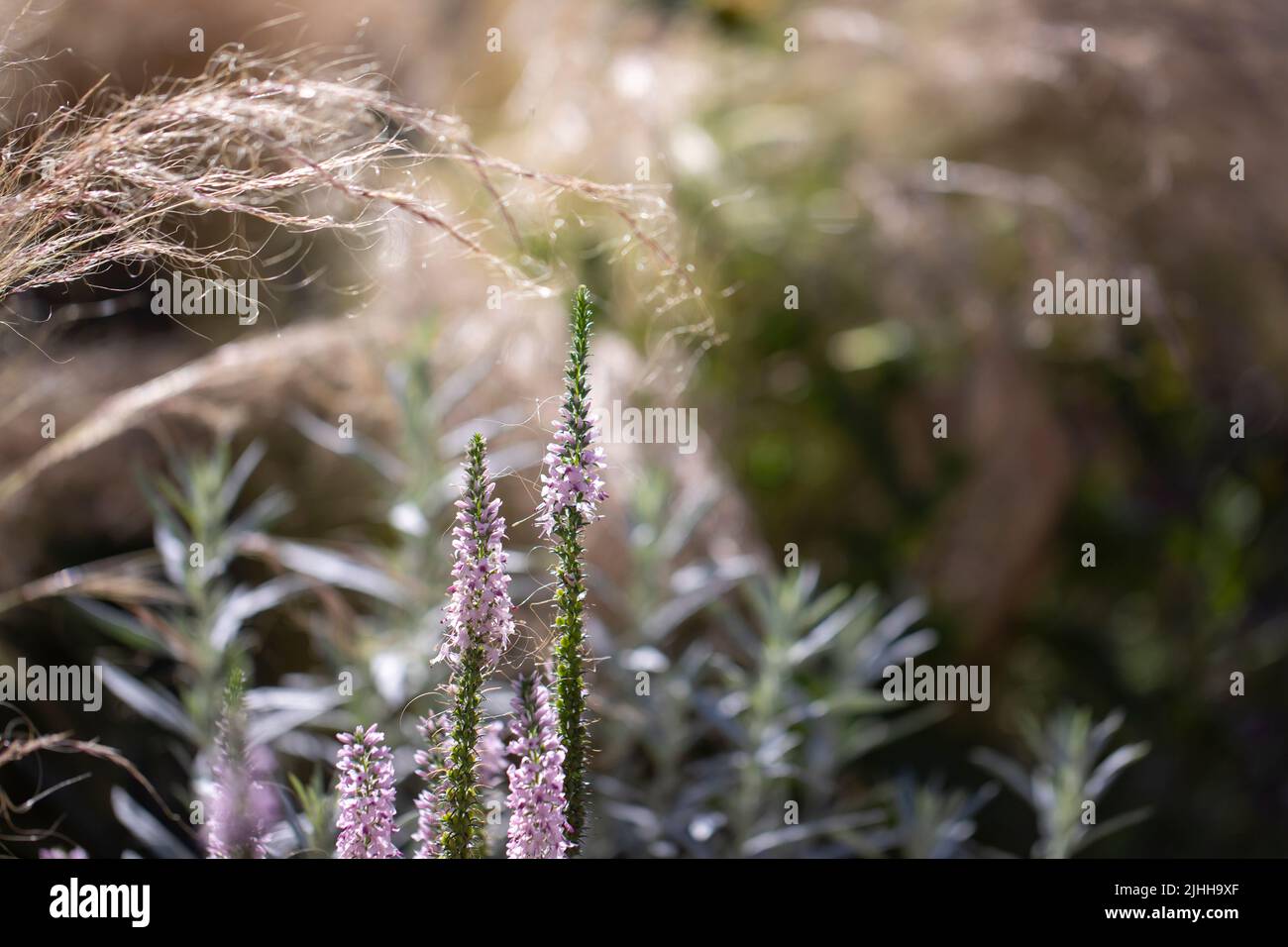 Flower border with stipa tenuissima and ornamental sage Stock Photo