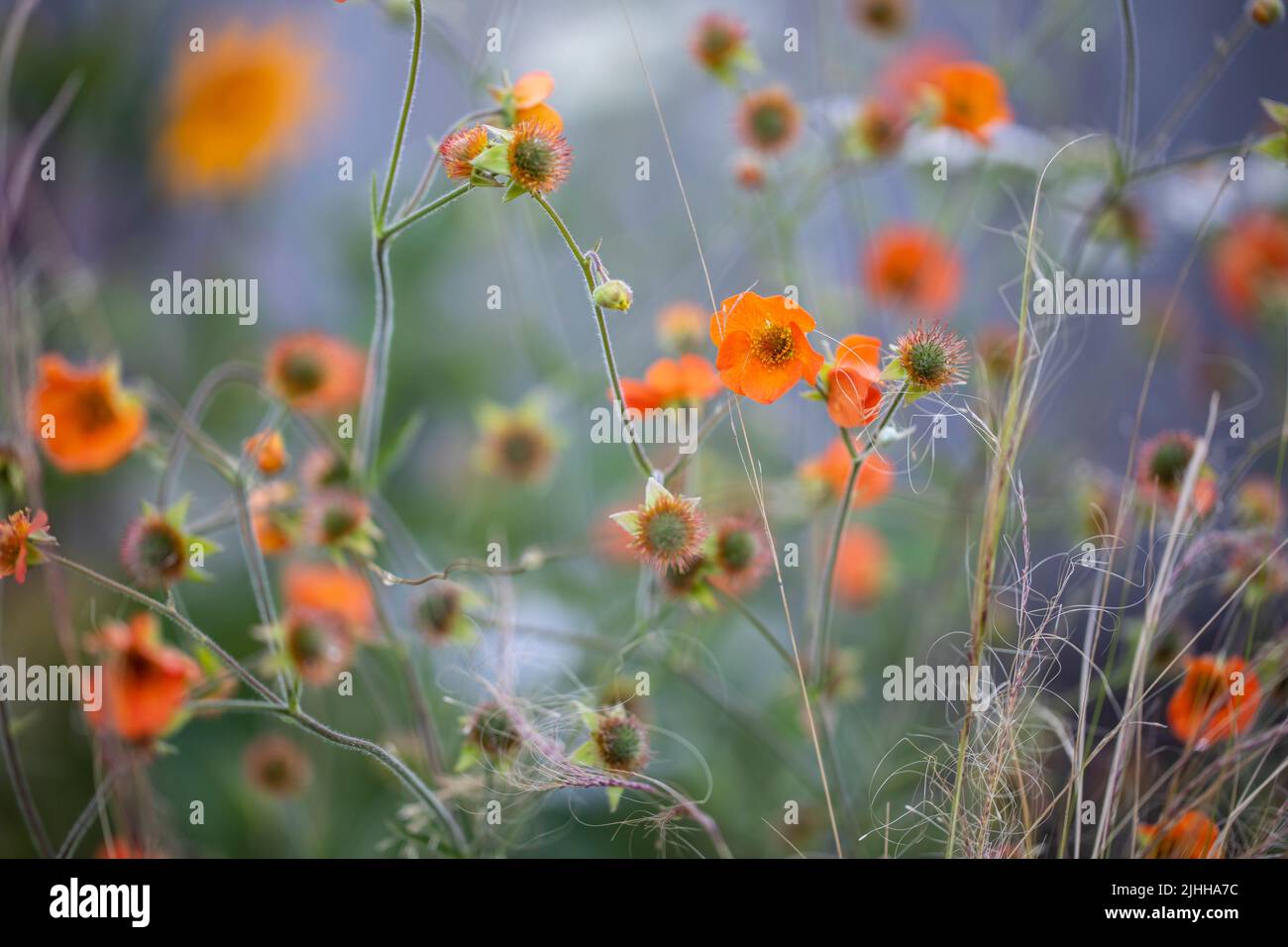 Geum totally tangerine in the garden, shallow depth of field Stock Photo