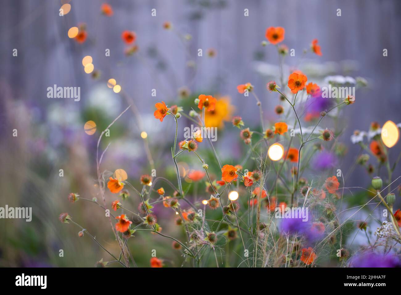Geum tangerine  with fairy lights, shallow depth of field Stock Photo