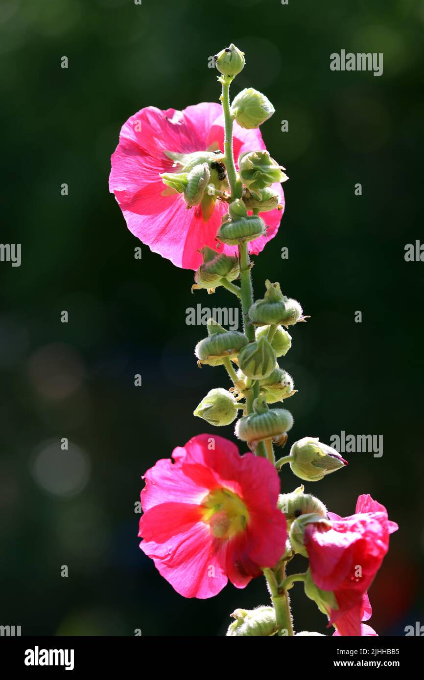 rote Stockrose (Alcea rosea) im Garten Stock Photo Alamy