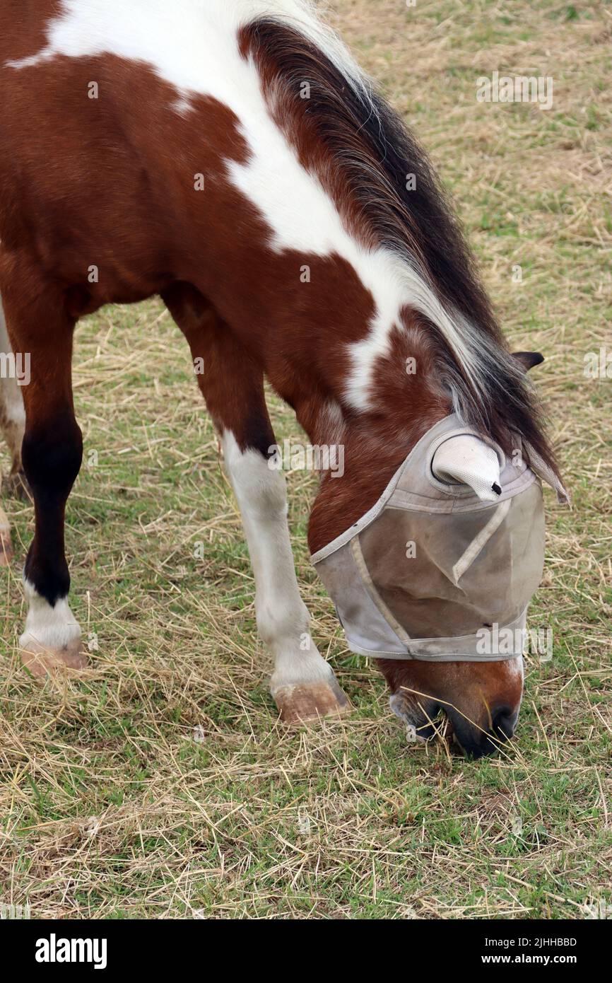 Pferd mit Insektenschutz am Kopf grast auf einer Weide Stock Photo