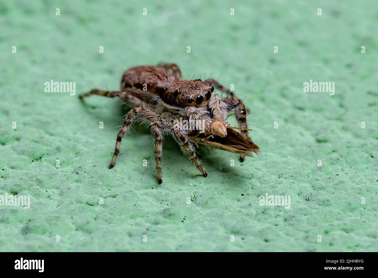 Small Gray Wall Jumping Spider of the species Menemerus bivittatus preying on a moth Stock Photo