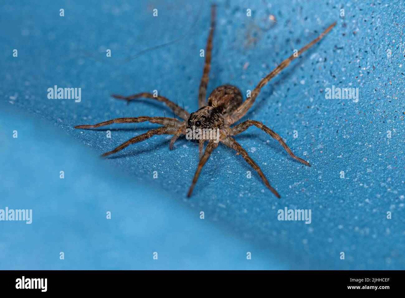 Small Wolf Spider of the Family Lycosidae Stock Photo