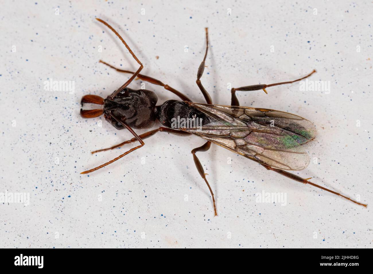 Adult Female Trapjaw Queen Ant of the Genus Odontomachus Stock Photo