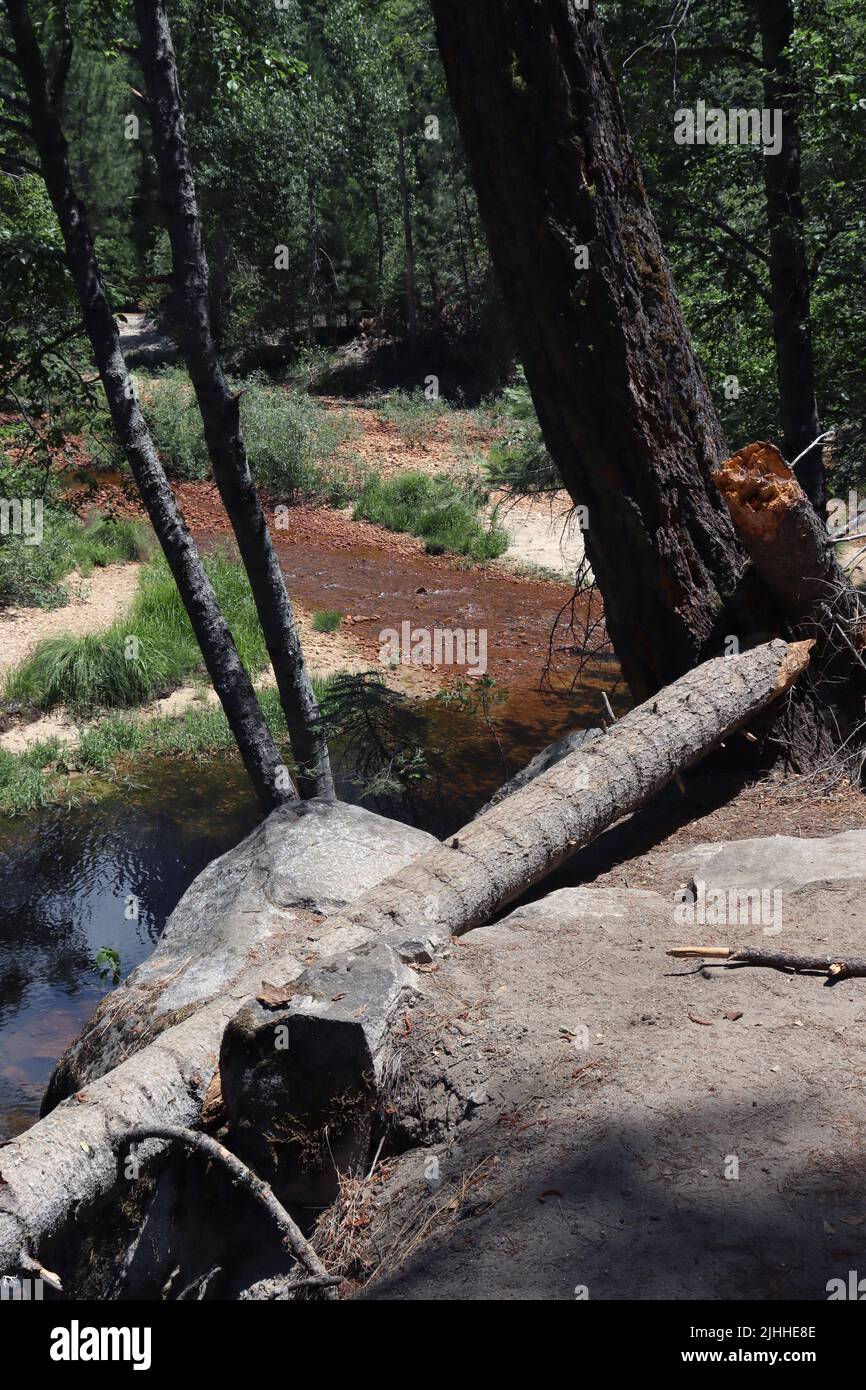 A downed, young tree beside the western portion of Tenaya Creek as it flows through Yosemite National Park in Central California. Stock Photo