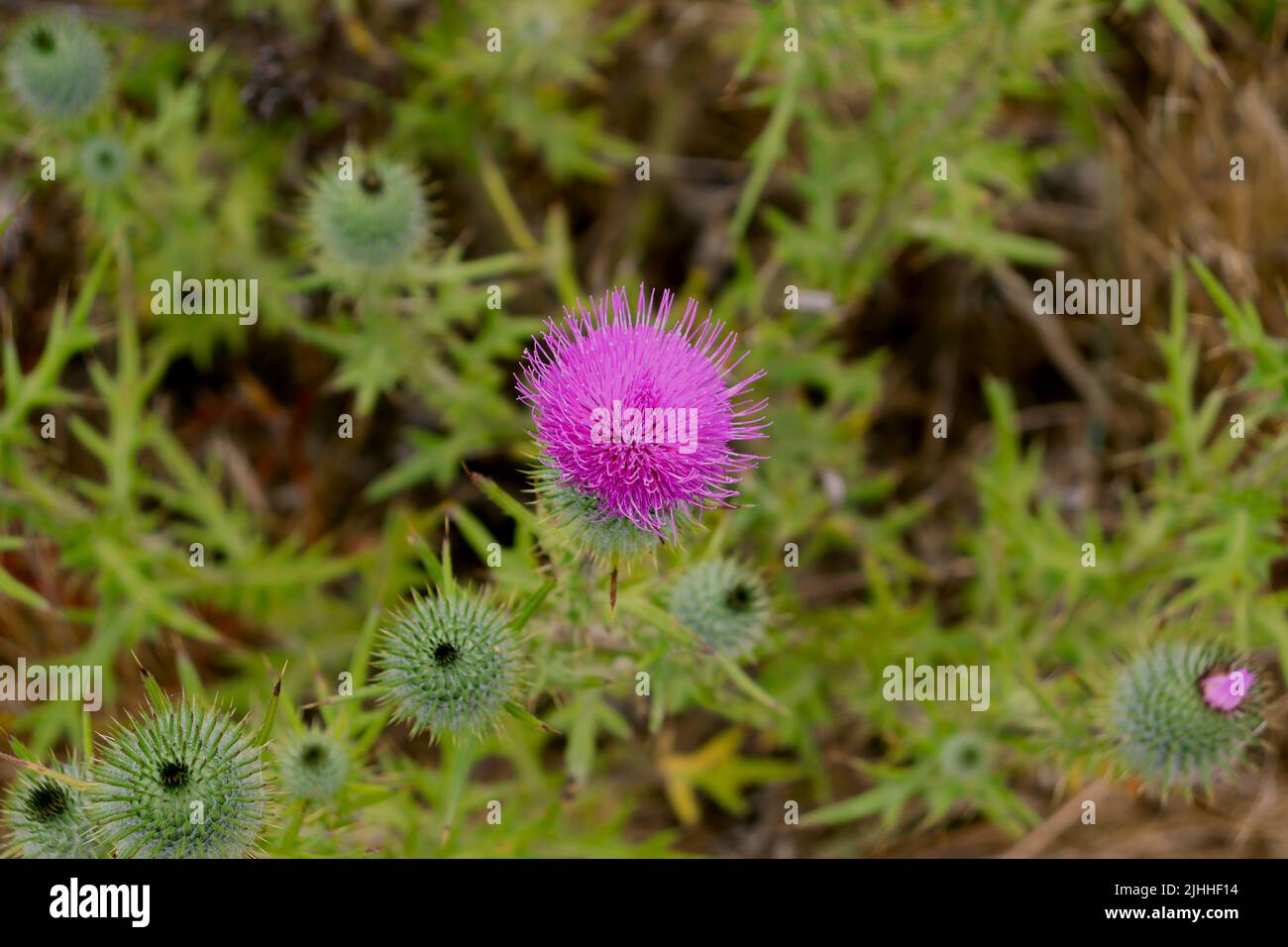Wildflowers and insects found on the Boucher Trail north of San Simeon, CA. Stock Photo