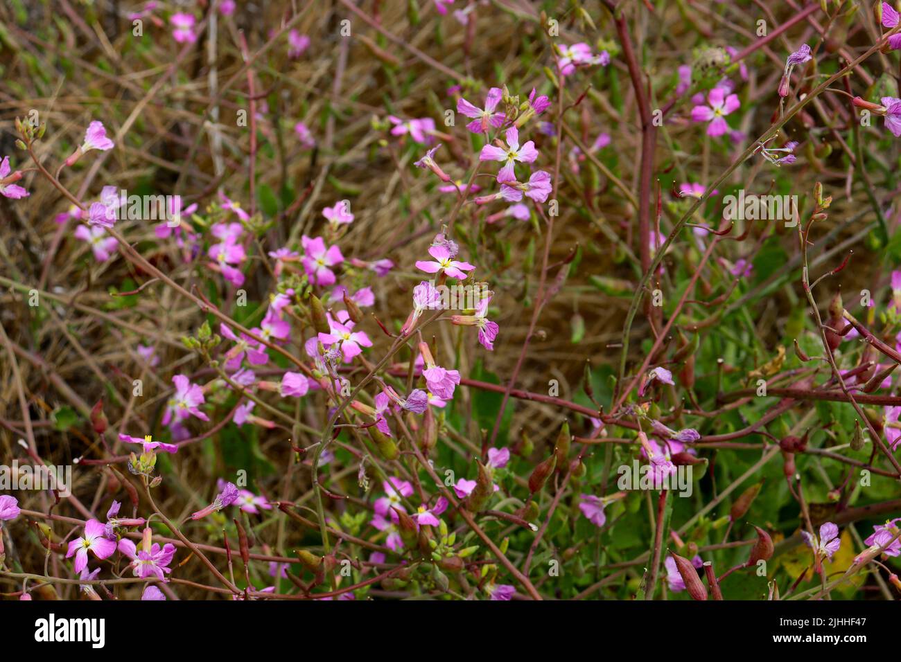 Wildflowers and insects found on the Boucher Trail north of San Simeon, CA. Stock Photo
