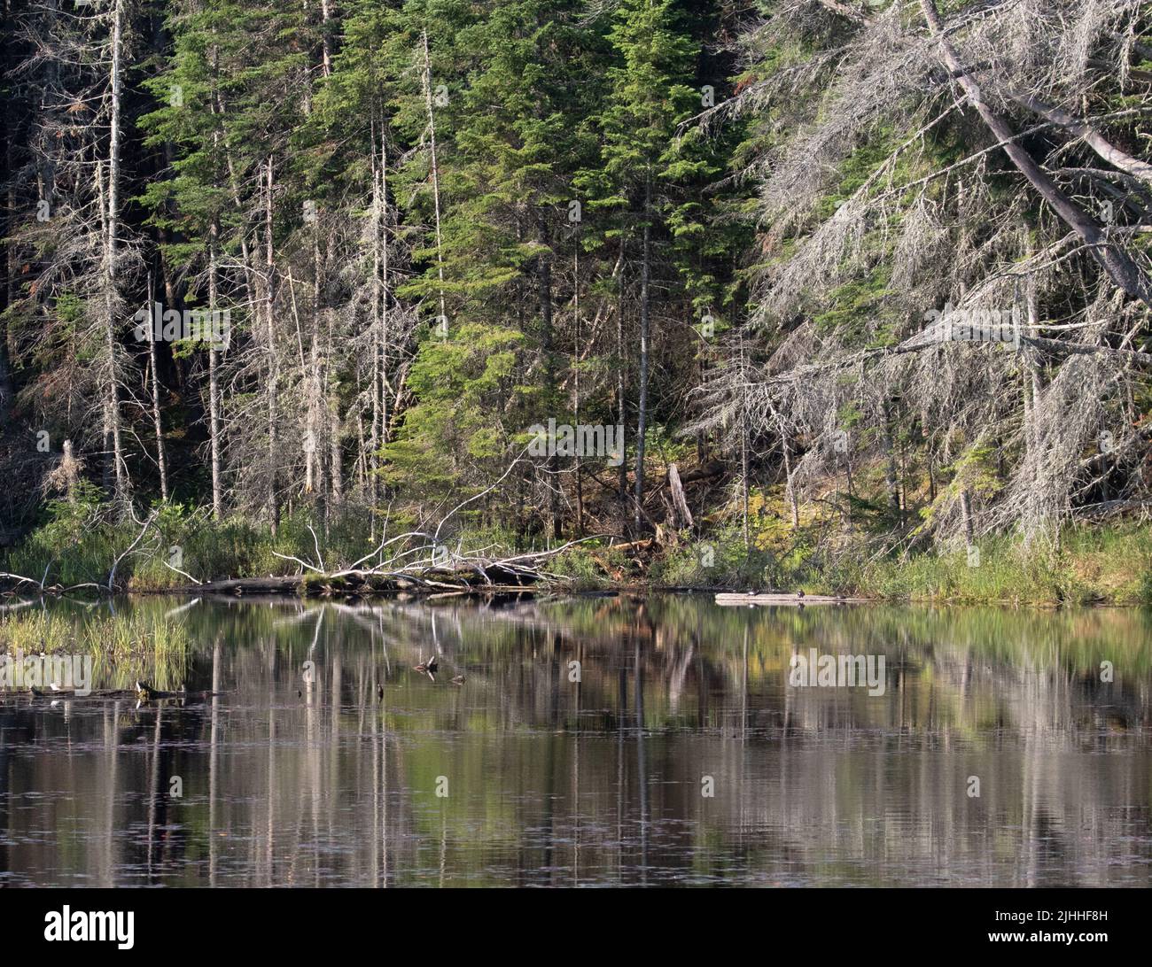 Gorgeous tree reflections in soft morning light on a pond in Algonquin Park Stock Photo