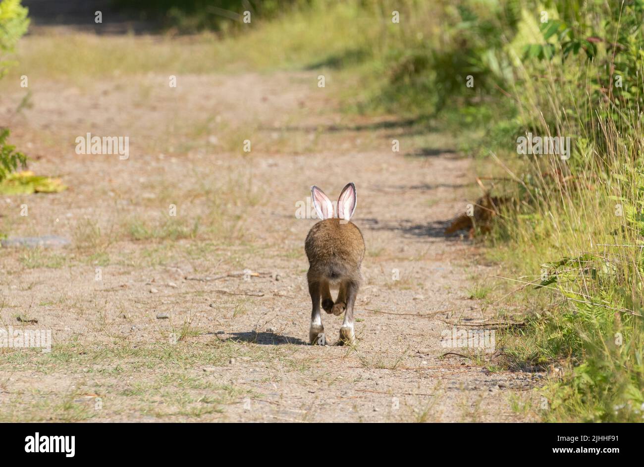 Hopping down the bunny trail in Algonquin Park Stock Photo
