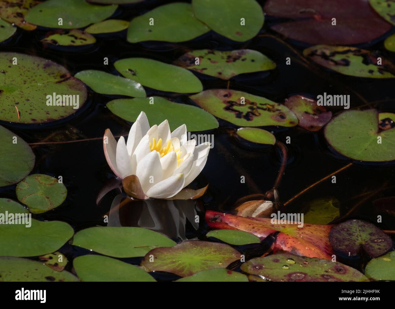 Fragrant White Water Lilies and green lily pads in Algonquin Park Stock