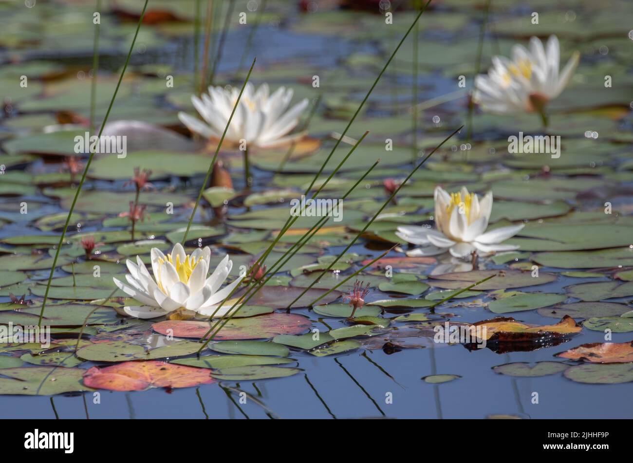 Fragrant White Water Lilies and green lily pads in Algonquin Park Stock Photo