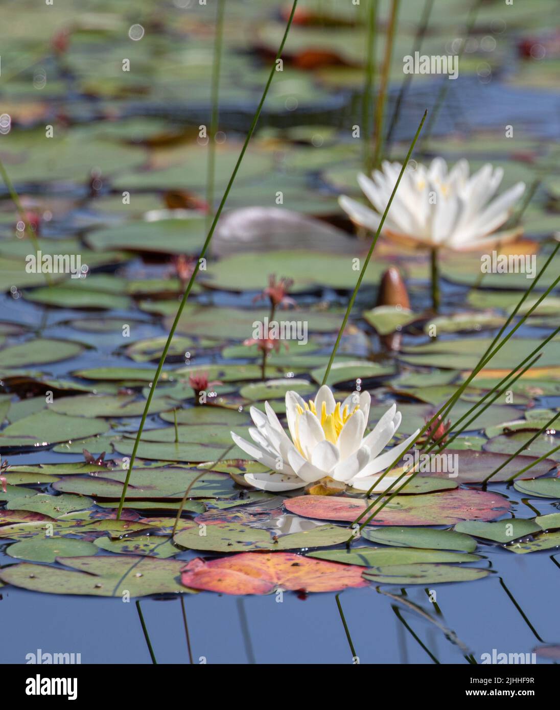 Fragrant White Water Lilies and green lily pads in Algonquin Park Stock Photo