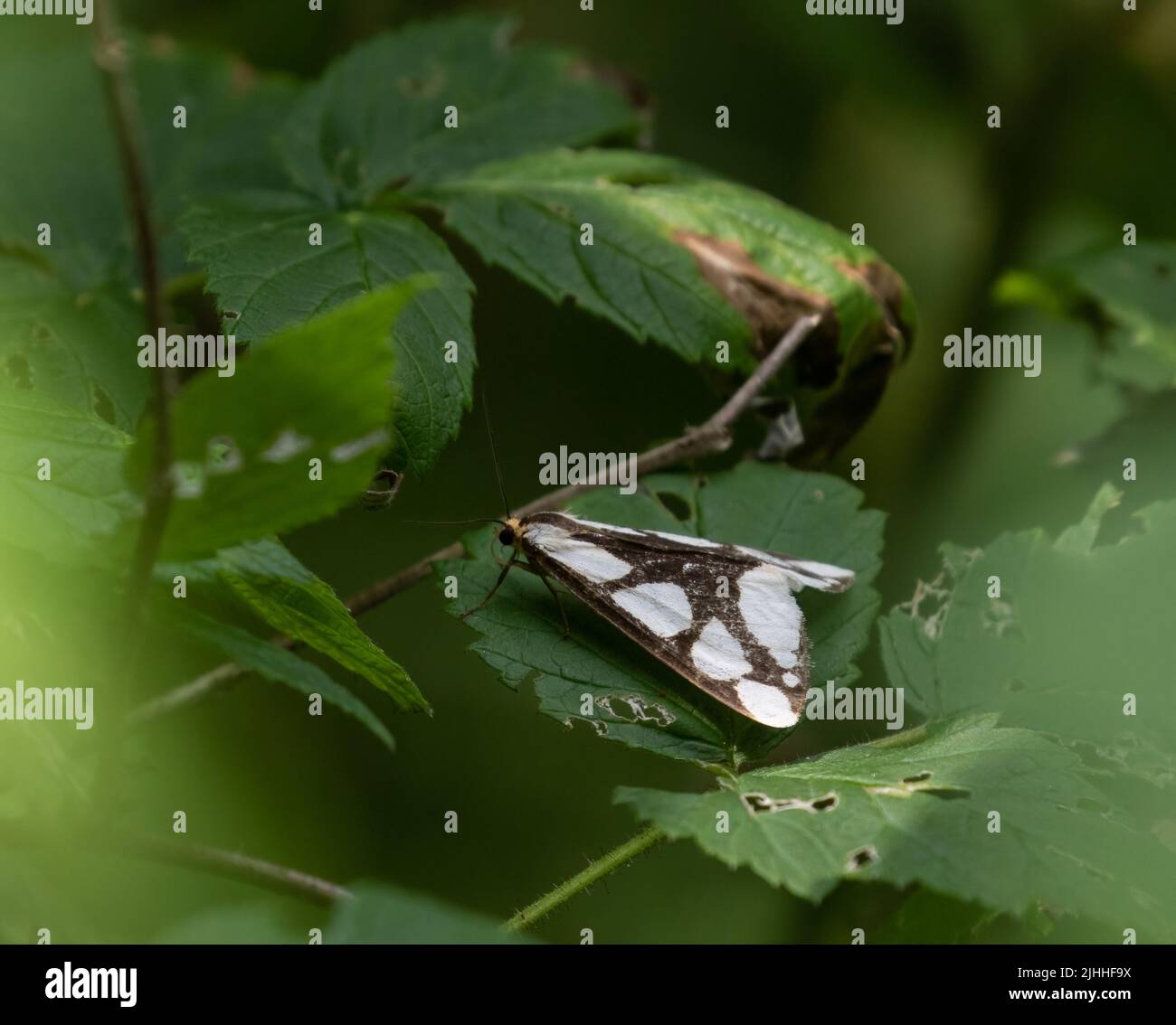 A closeup of a Colona Moth on green leaves in Algonquin Park Stock Photo