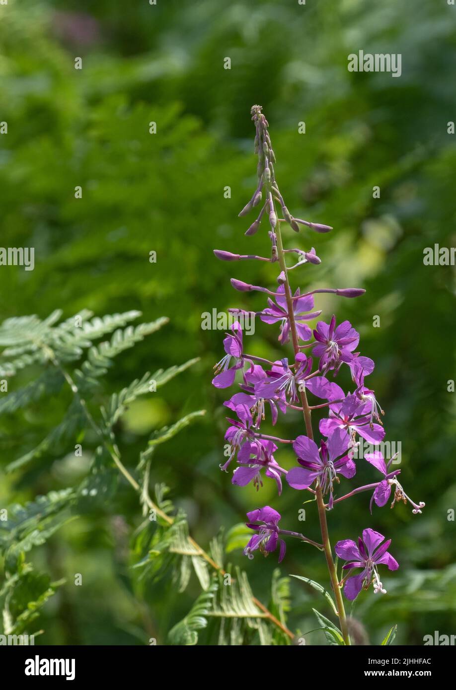 A bright pink Fireweed wildflower in green foliage Stock Photo