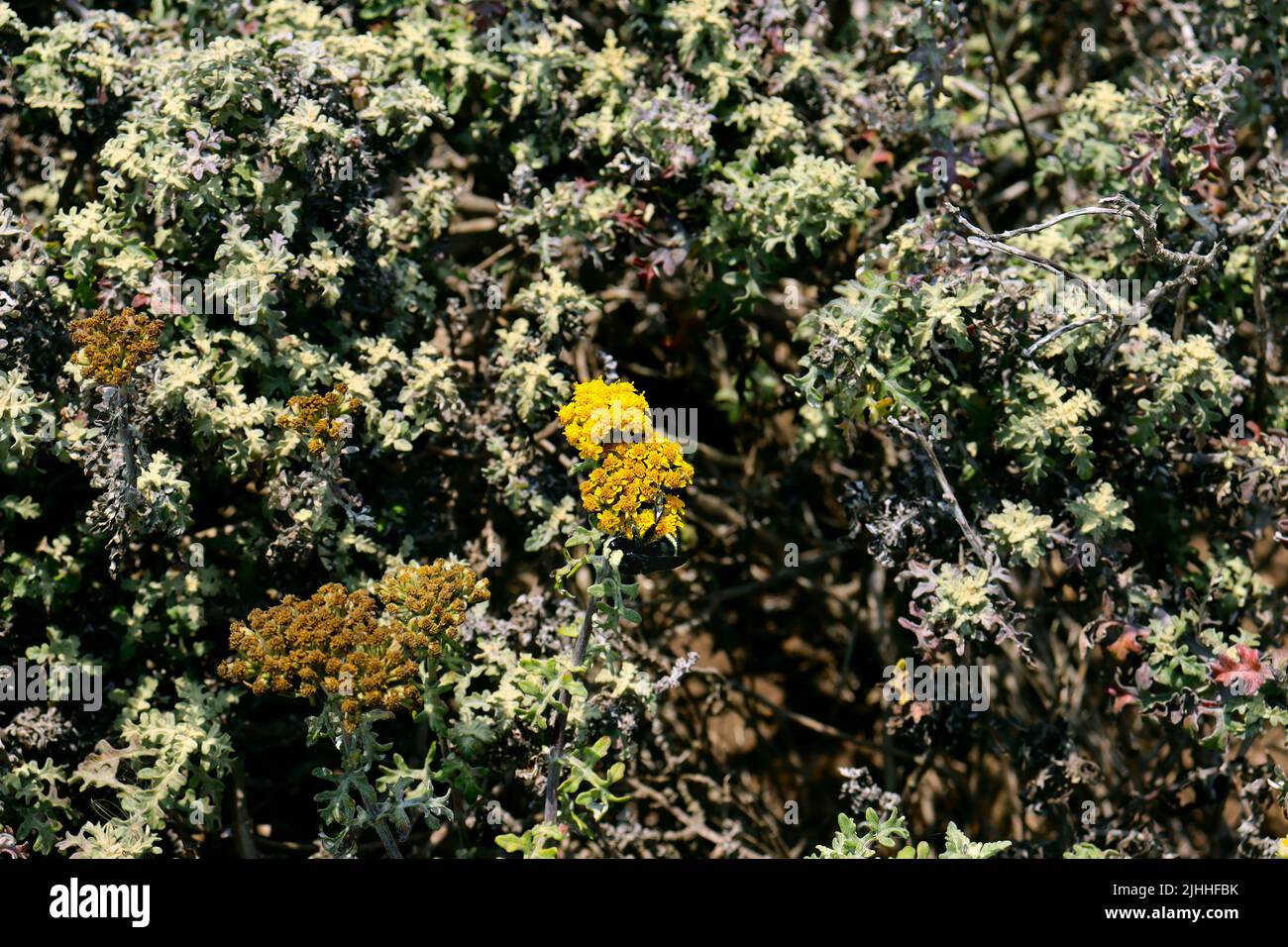 Wildflowers and insects found on the Boucher Trail north of San Simeon, CA. Stock Photo