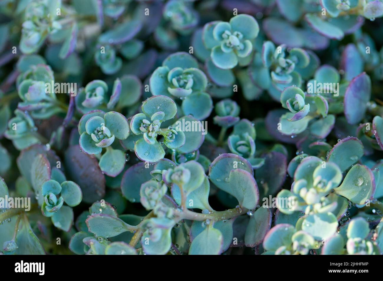 Sedum eversa Ewersii.Succulents and sedums macro. groundcover flower.nature background in blue shades Stock Photo