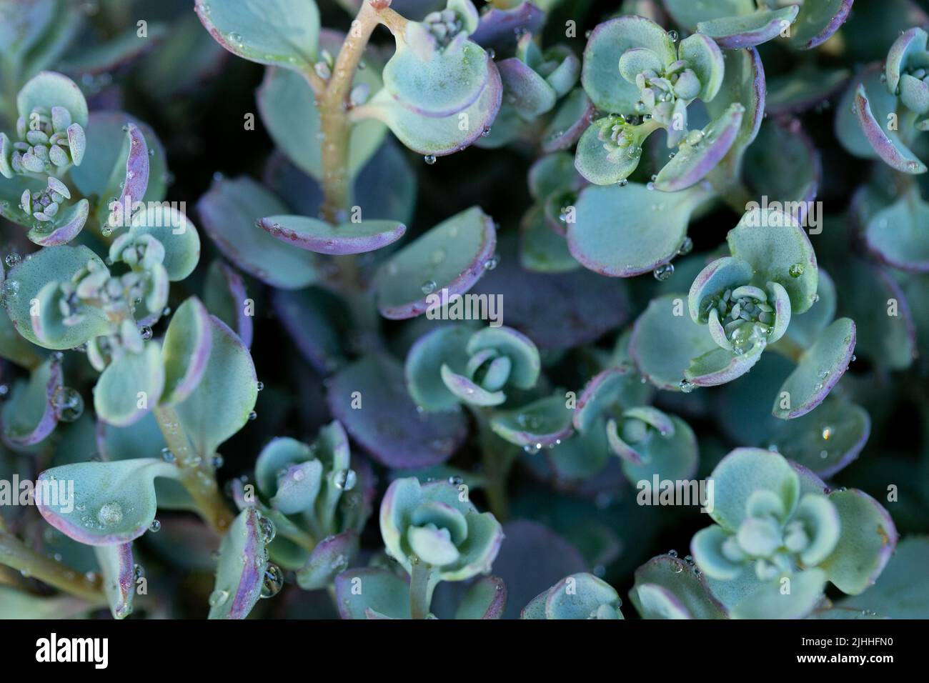 Sedum eversa Ewersii.Succulents and sedums macro. groundcover flower.nature background in green shades Stock Photo