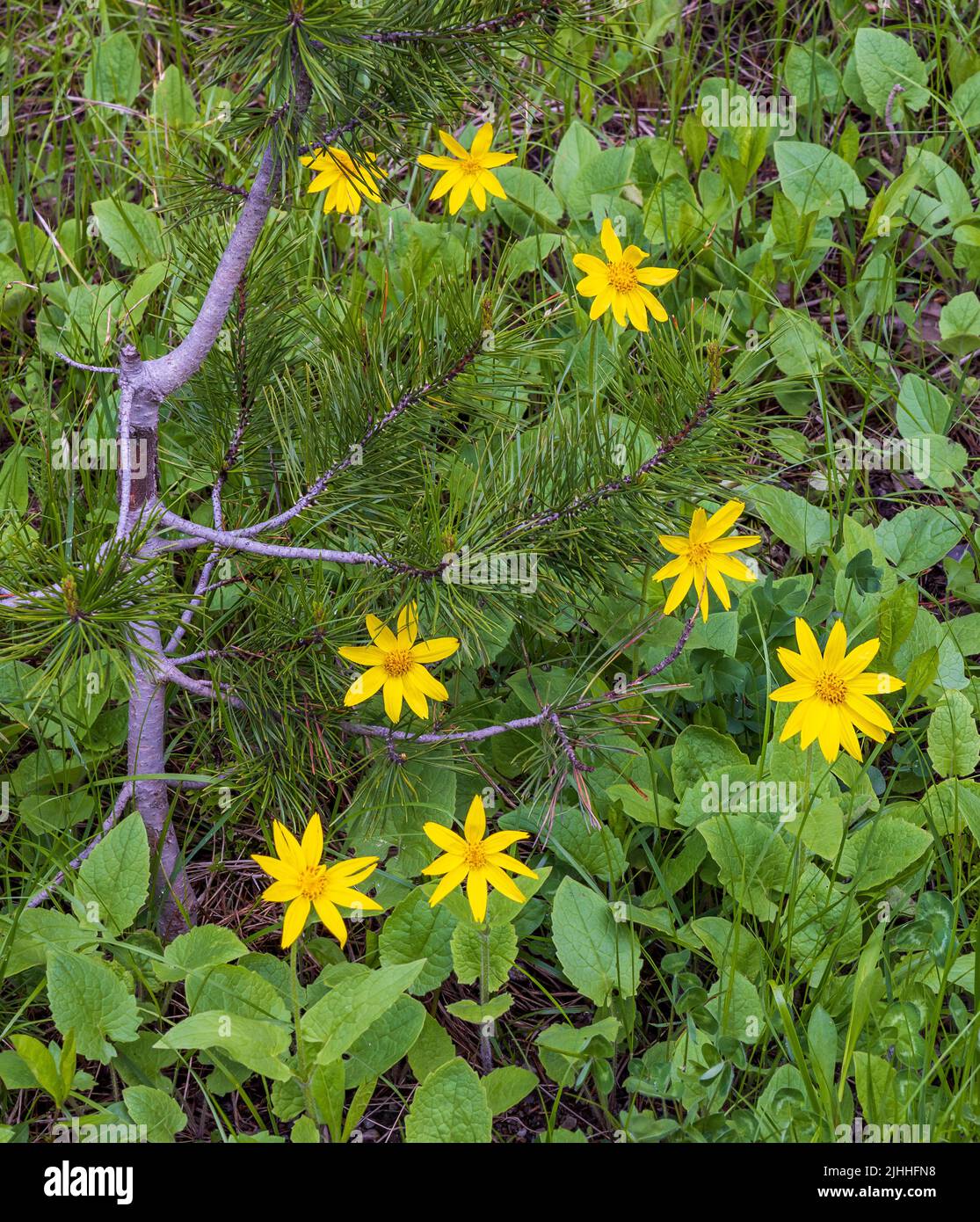 Bright yellow Heartleaf Arnicas (Arnica cordifolia) dot the landscape around a small Lodgepole Pine in the Signal Mountain area of Grand Teton NP, WY. Stock Photo