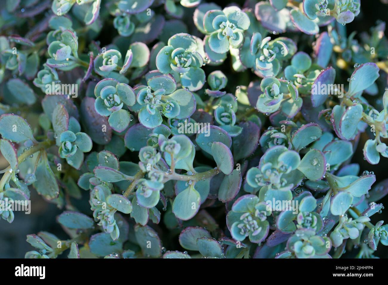 Sedum Ewersii.Succulents and sedums macro. groundcover flower.nature background Stock Photo