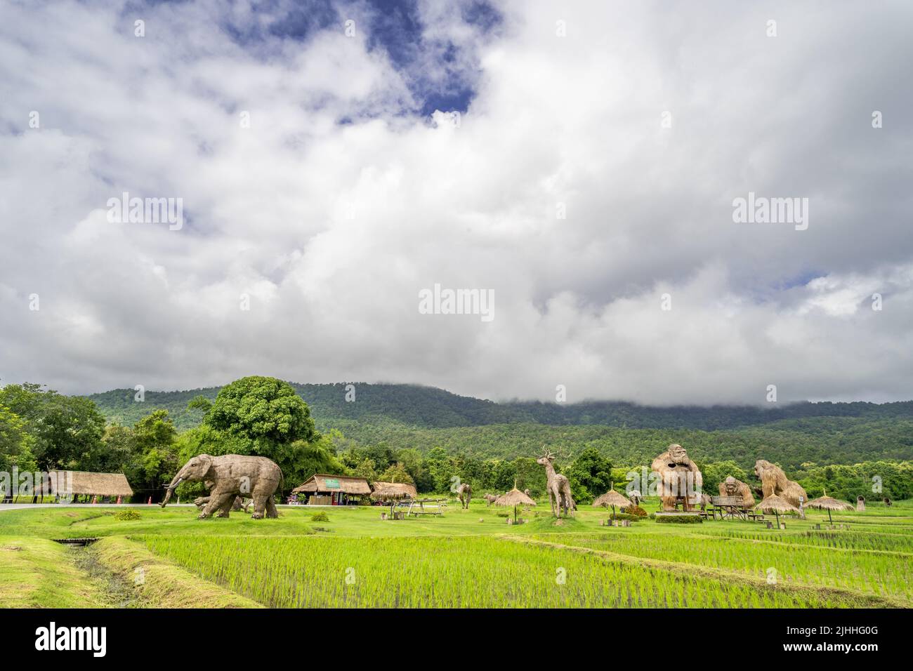 Chiang Mai, Thailand - 16 July 2022 - View of popular rice fields with man-made straw animals at Huay Tung Tao park in Chiang Mai, Thailand Stock Photo
