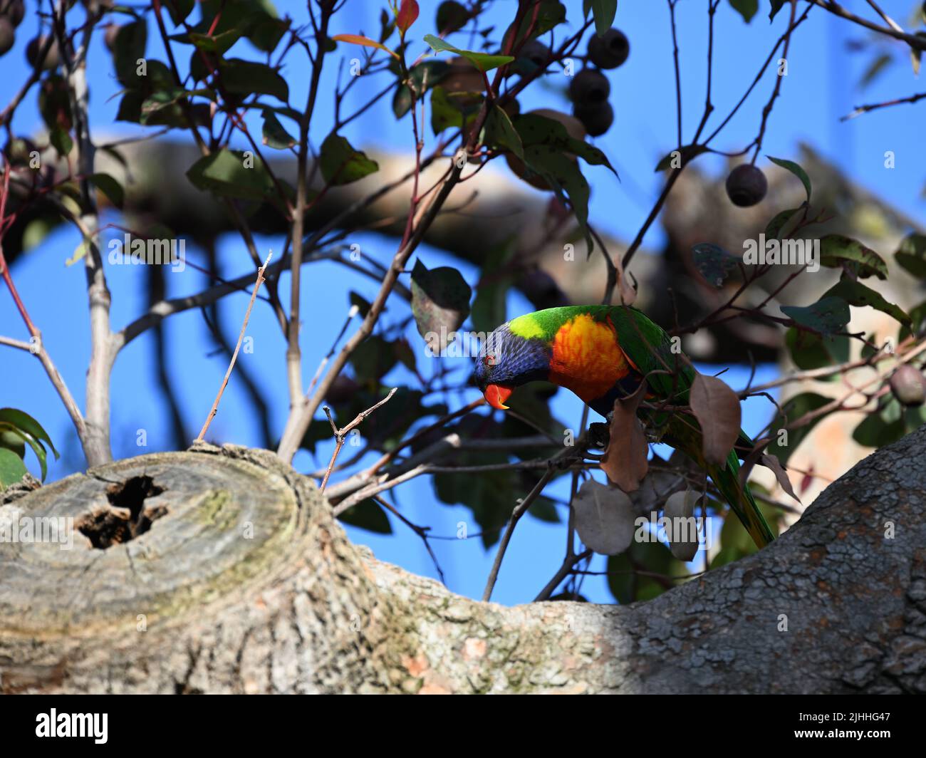 Inquisitive rainbow lorikeet, trichoglossus haematodus, bending down to look at a branch while perched in a tree Stock Photo