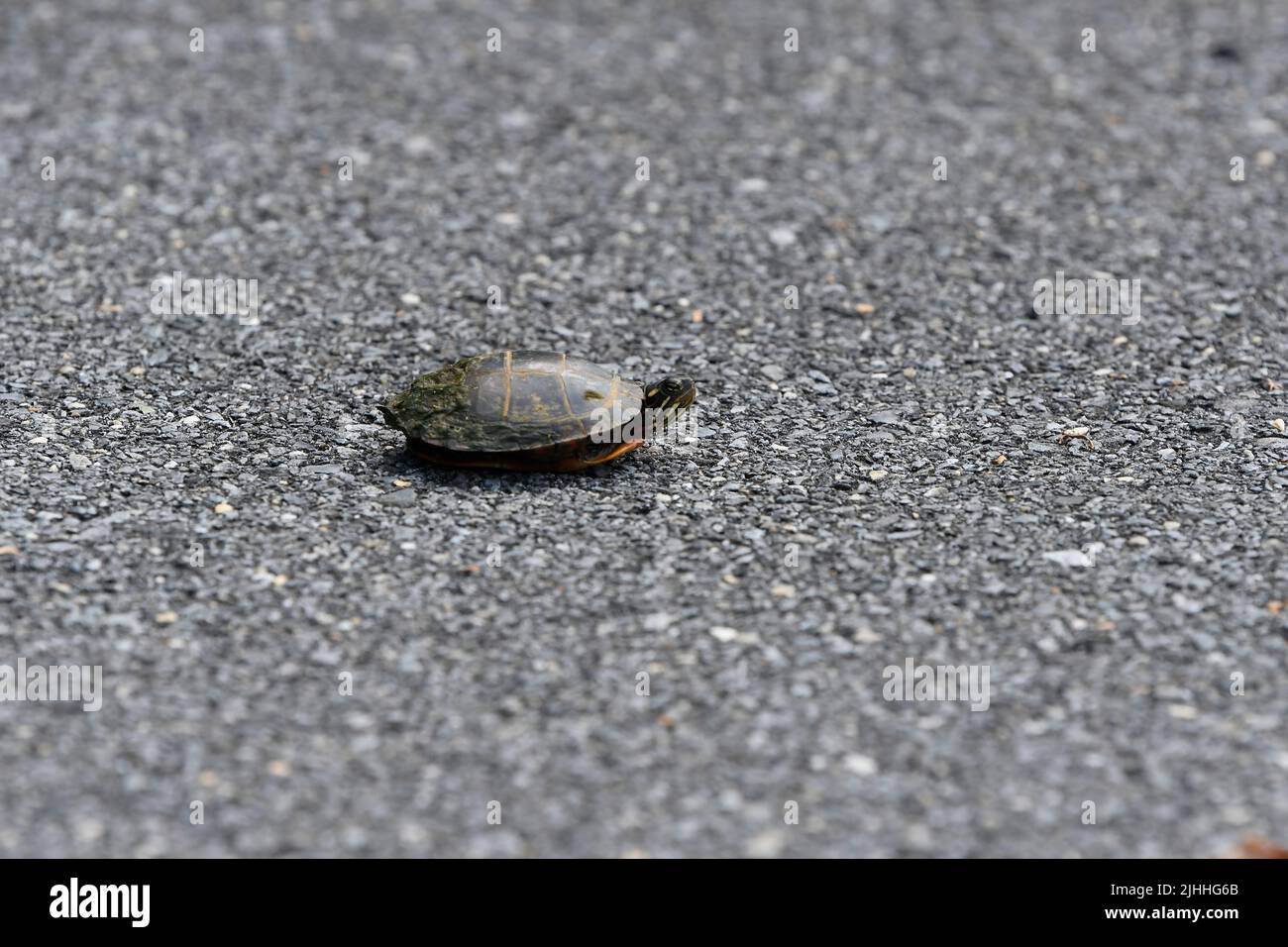 Closeup of young Eastern Painted Turtle on gravel pathway Stock Photo