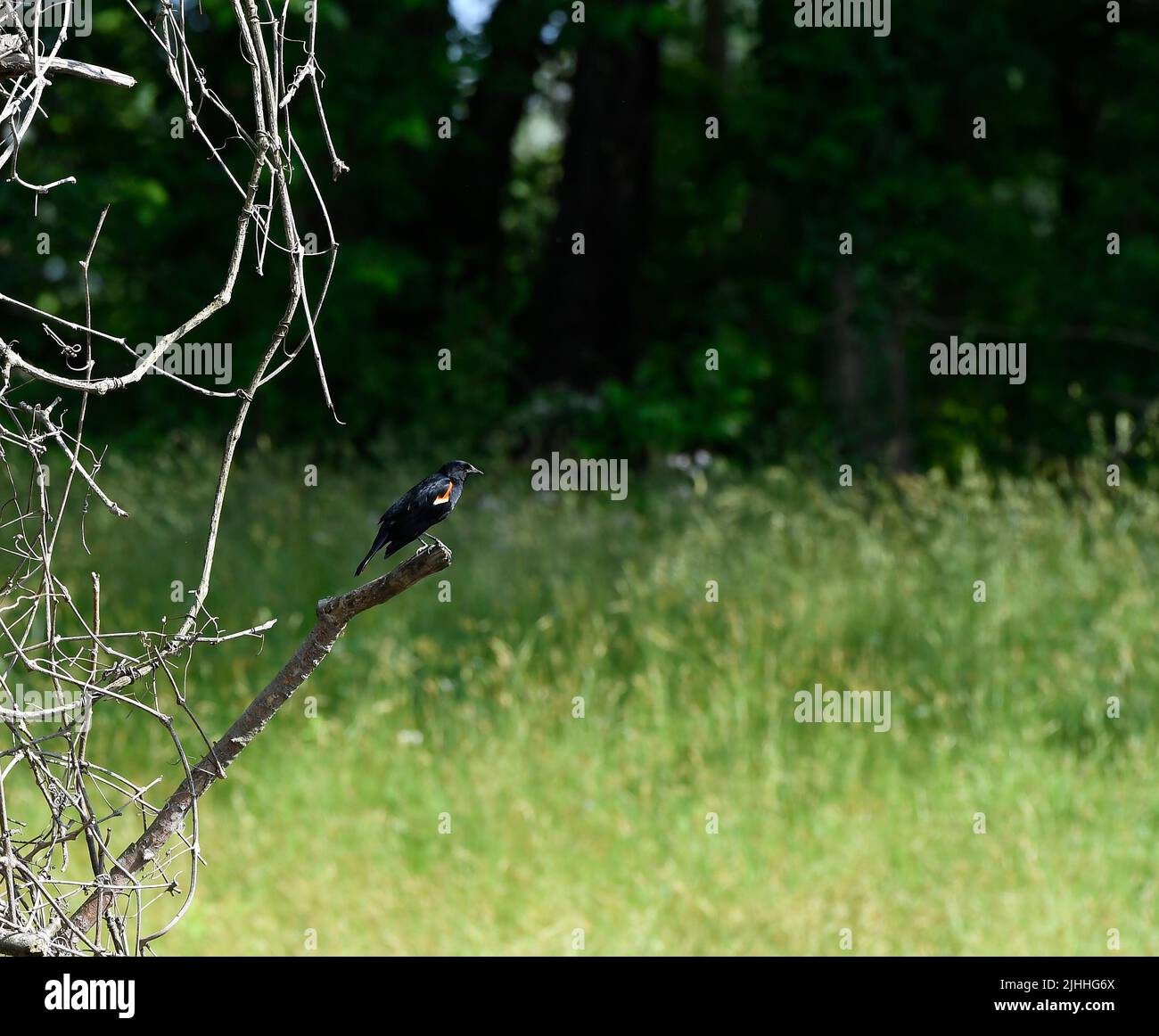 Male red-winged black bird perched on tree branch Stock Photo