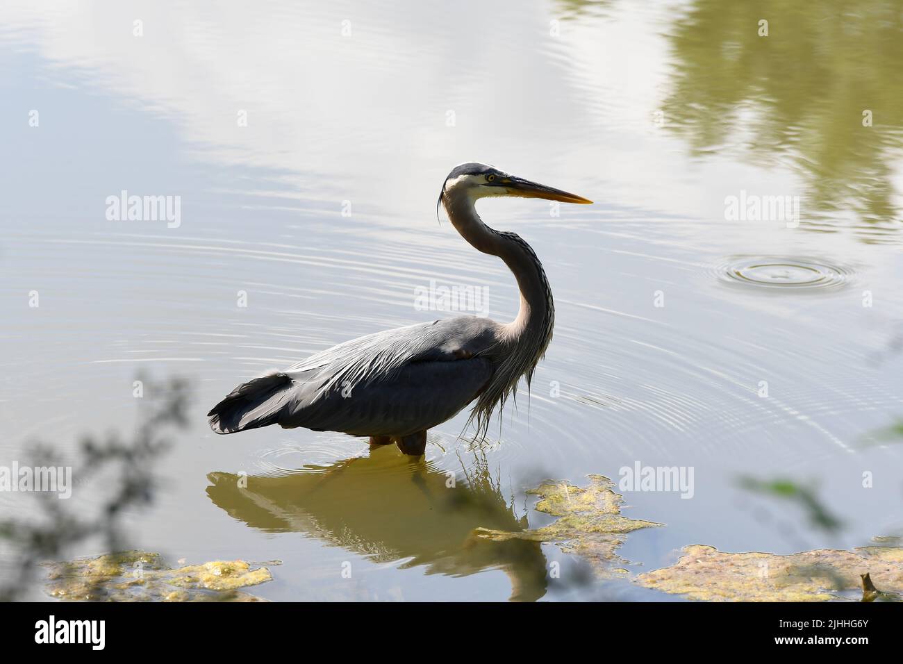 Profile of Great Blue Heron on pond edge green foliage foreground Stock Photo