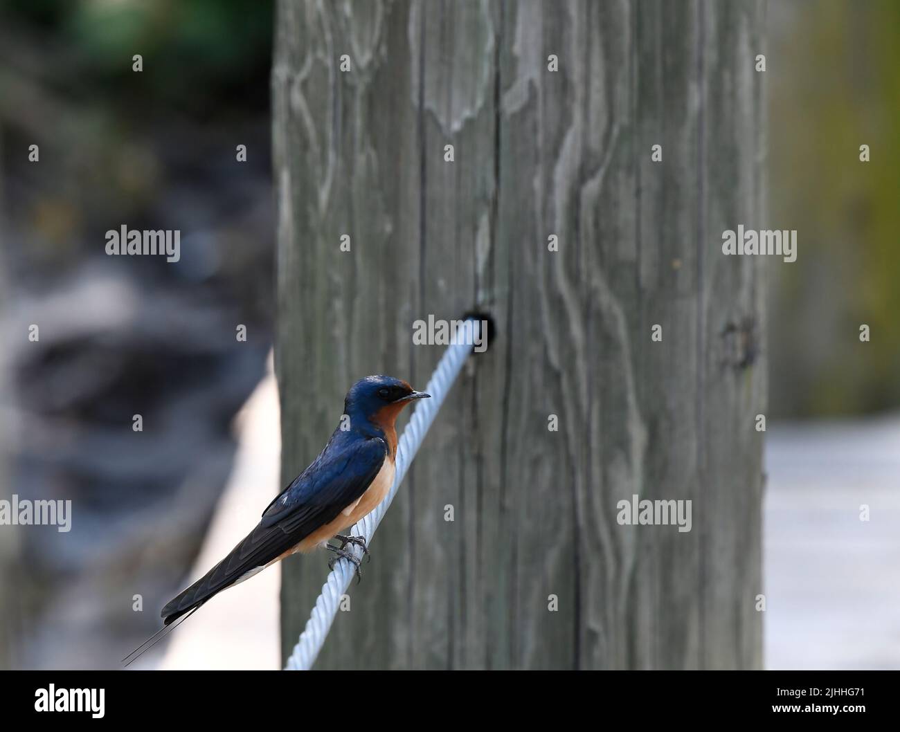 Barn Swallow perched on metal wire Stock Photo