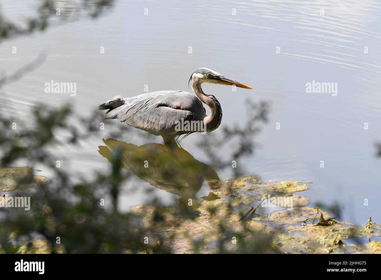 Profile of Great Blue Heron on pond edge green foliage foreground Stock Photo