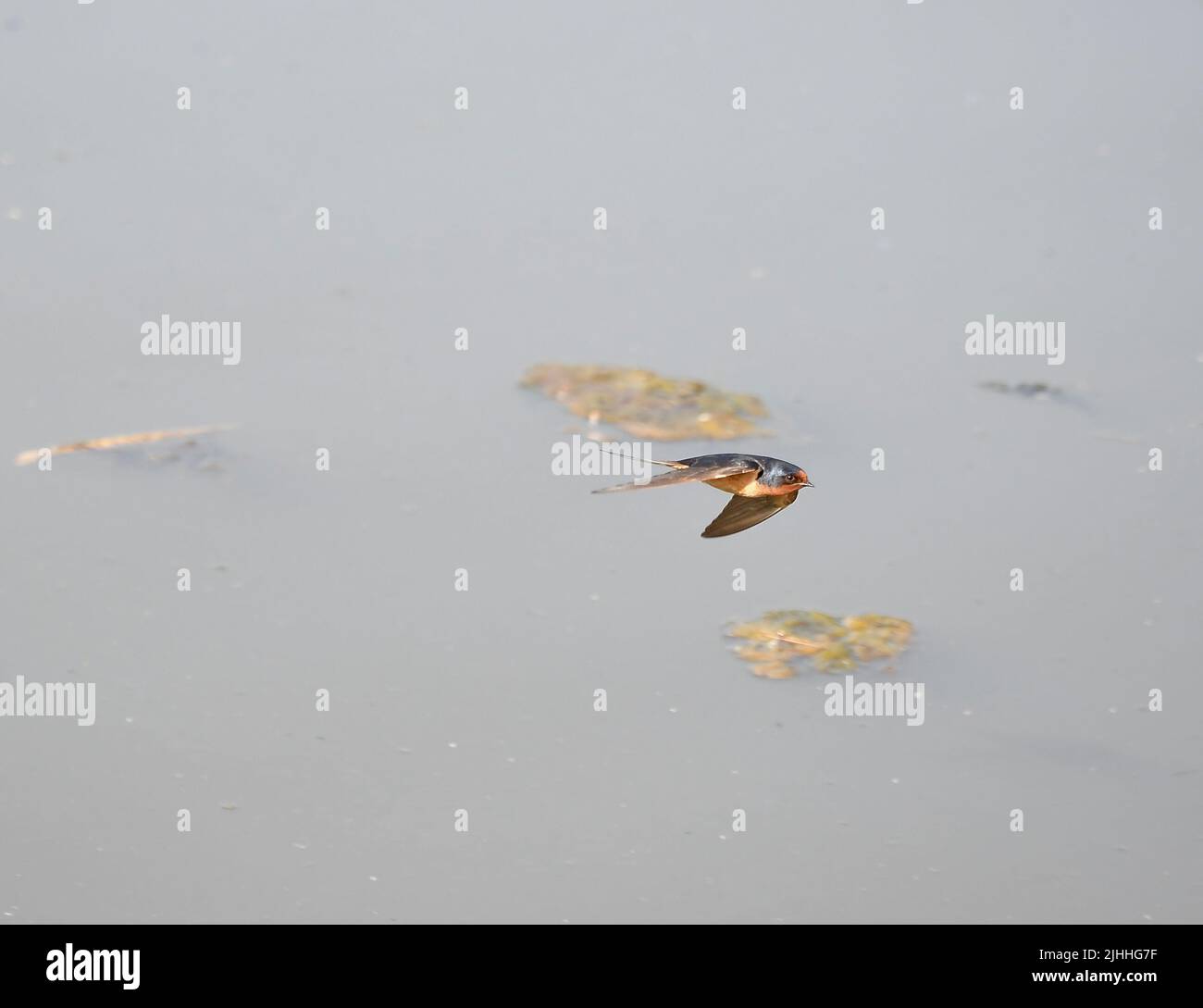 Barn Swallow in fight over pond Stock Photo