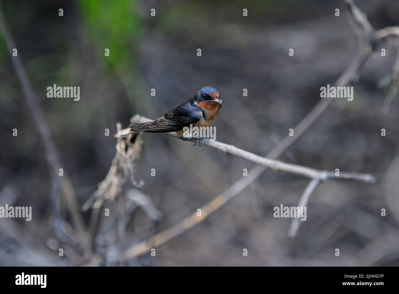 Barn Swallow perched on tree branch closeup Stock Photo