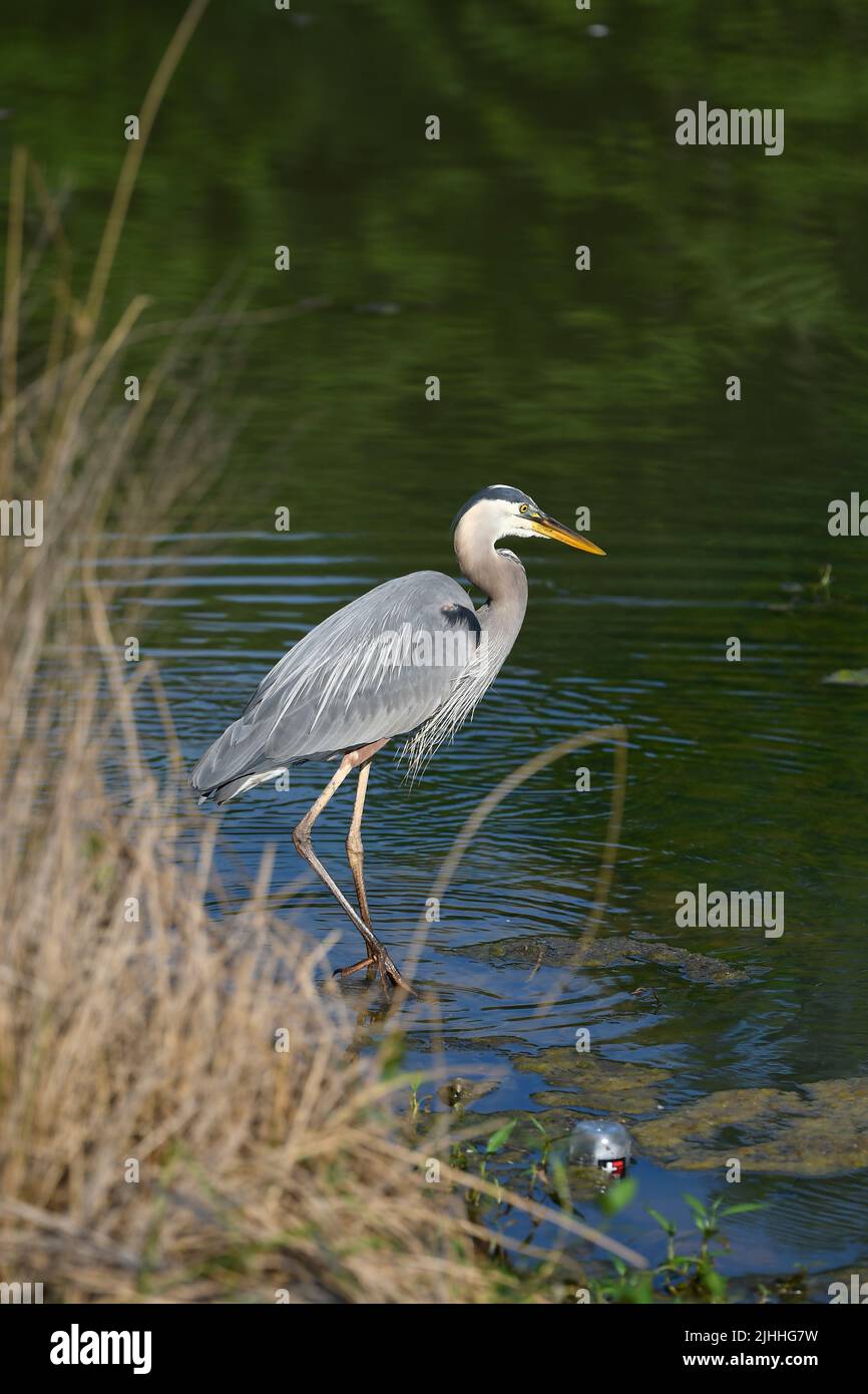 Profile of Great Blue Heron on water edge framed with dormant grass Stock Photo