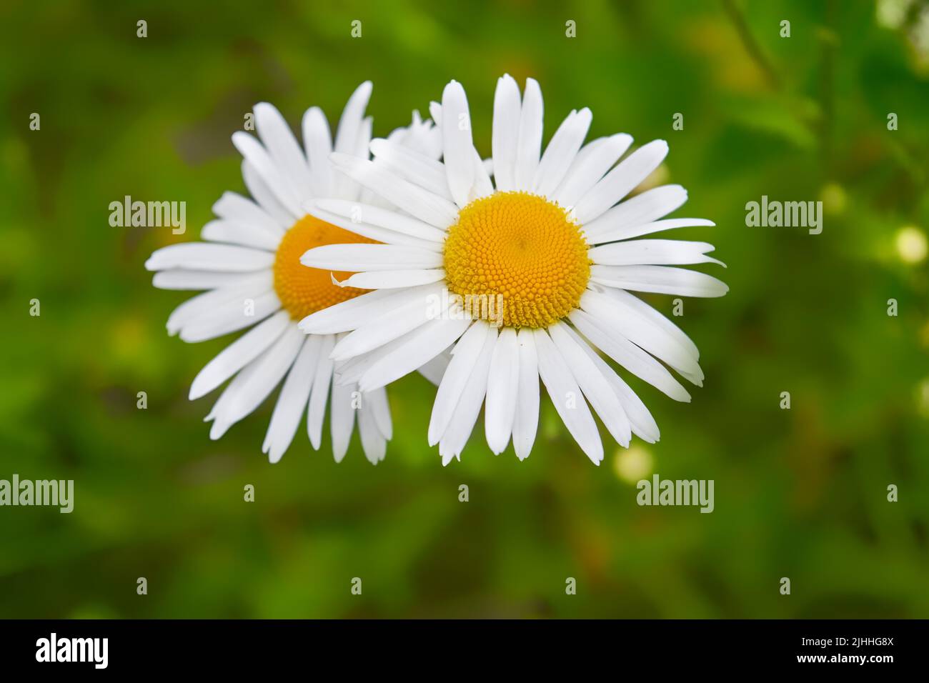 Wild chamomile flowers on a blurry green grass background Stock Photo ...