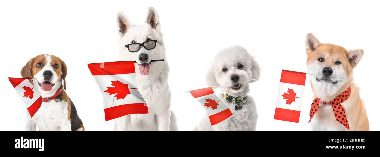 Different dogs with flags of Canada isolated on white Stock Photo Alamy