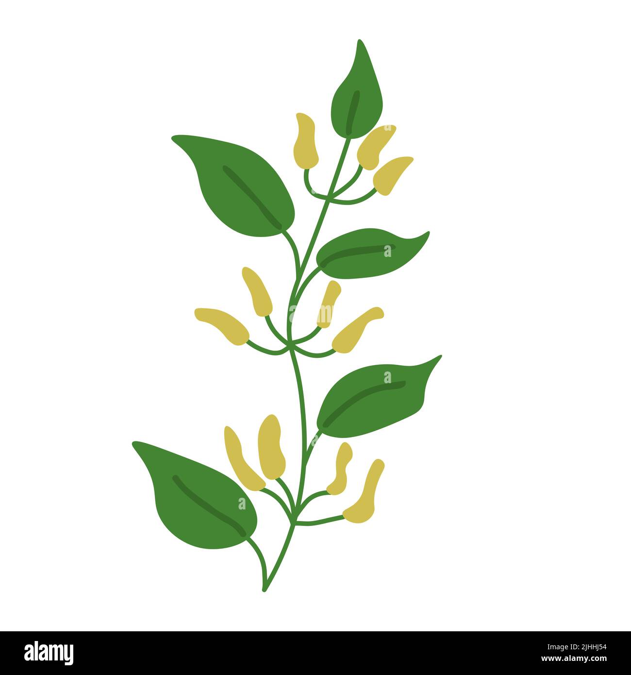 Aristolochia clematitis vector plant illustration Stock Vector