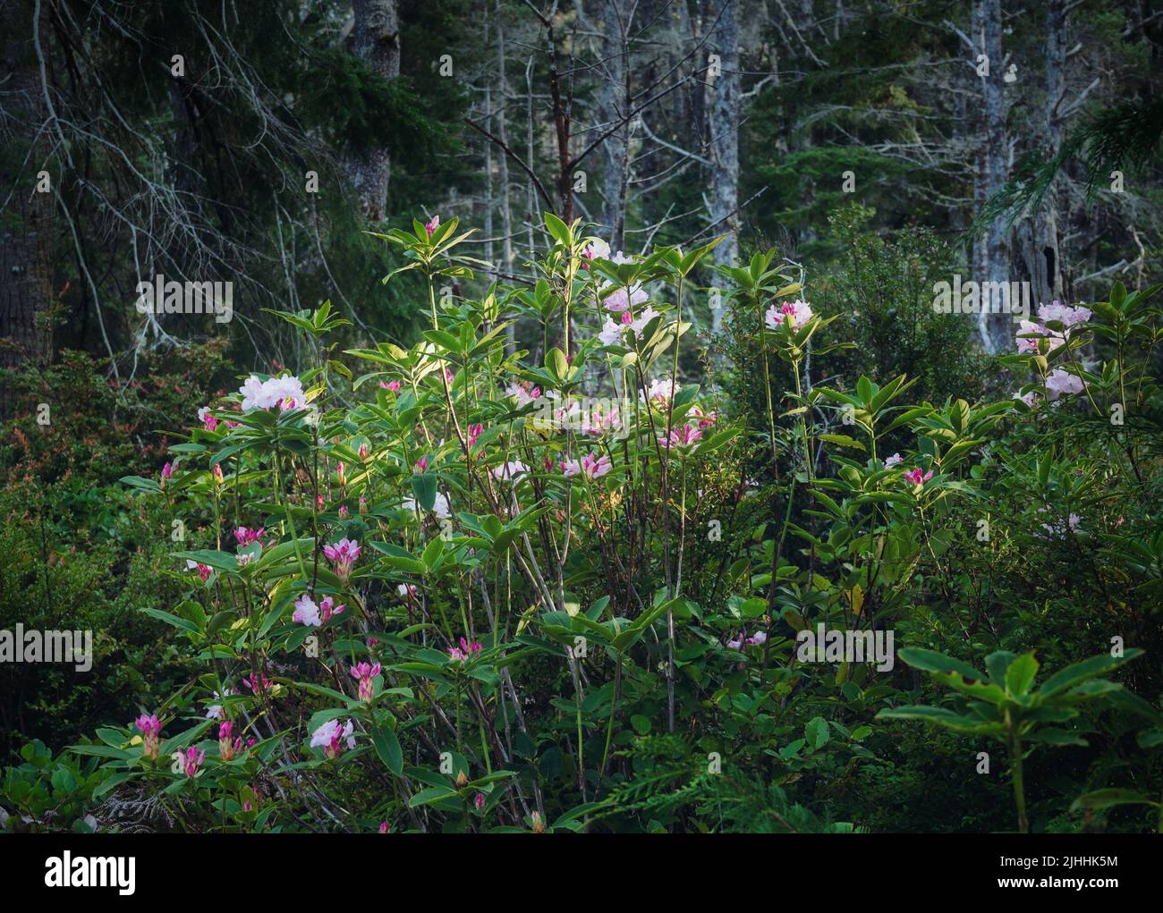 Rhododendrons blooming in Southern Oregon forest Stock Photo - Alamy