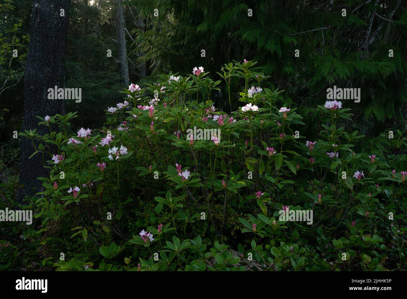 Misty scene in Redwood National Park in the springtime with rhododendron flowers.  Stock Photo