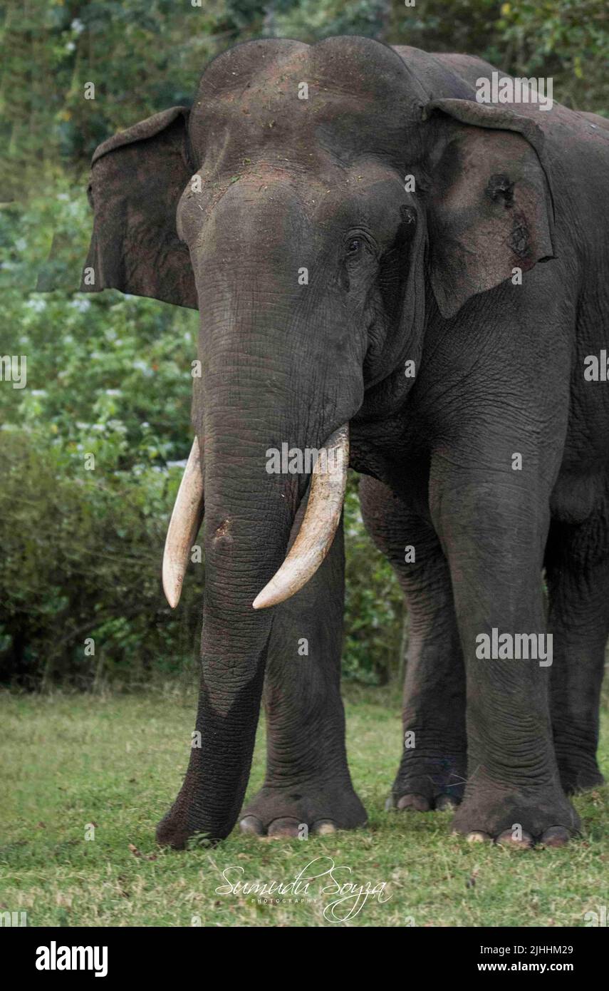 Tuskers and elephants in Nagarhole National Park Stock Photo