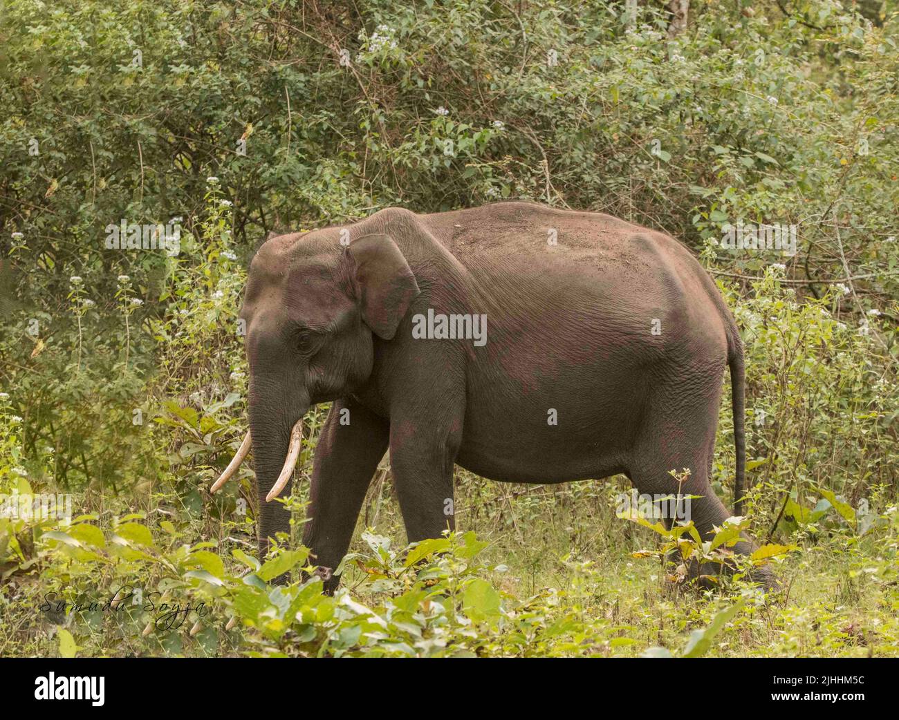 Tuskers and elephants in Nagarhole National Park Stock Photo