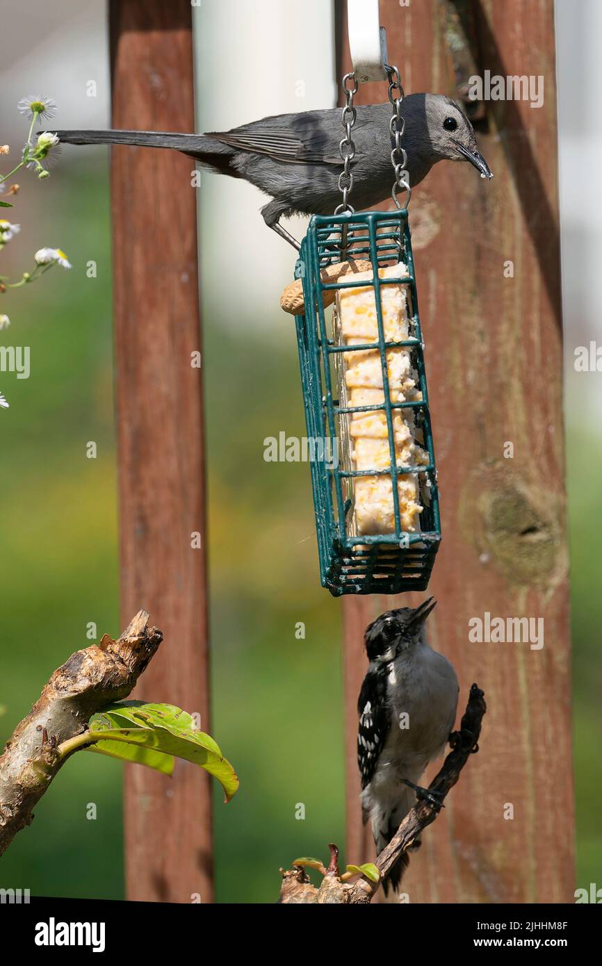 Catbird and Woodpecker around the Suet Feeder Stock Photo Alamy