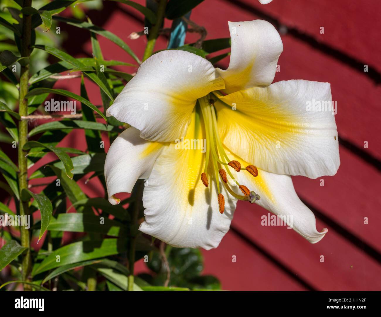 Lilium♡ 💕Red Twin #blooms #flowers #lilyflowers #asiatic
