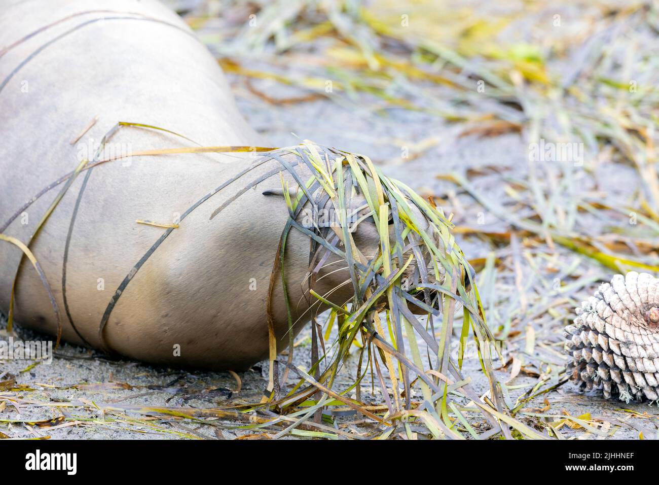 Dead Sea Lion with Sea Weed on head Stock Photo
