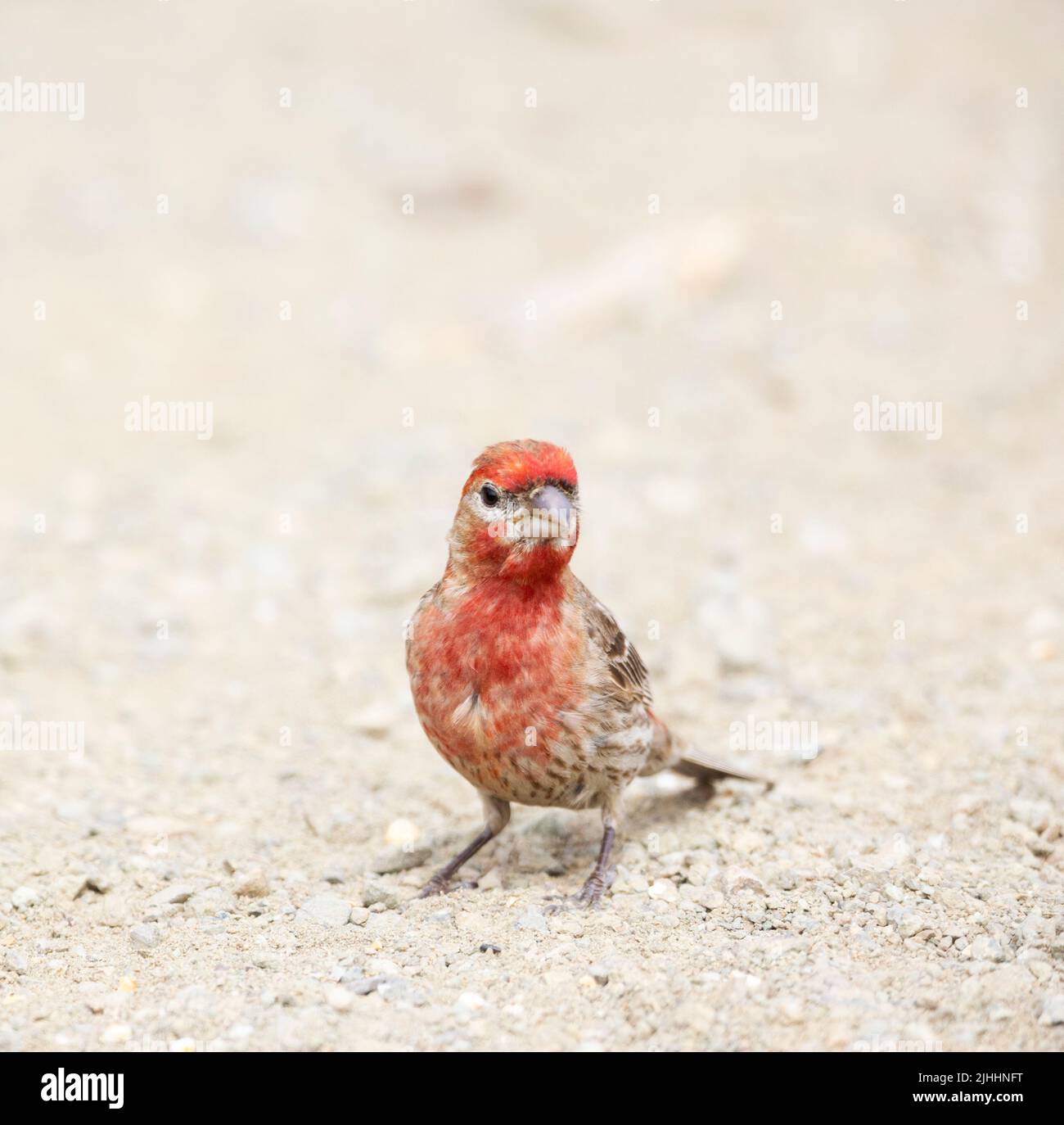 House Finch Male on Ground Stock Photo
