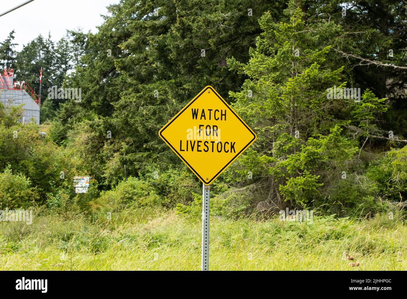 Watch for livestock sign, North Pender Island, British Columbia, Canada Stock Photo