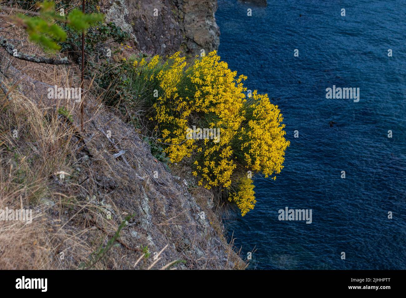 Yellow flowers growing on cliff in Swanson Channel, North