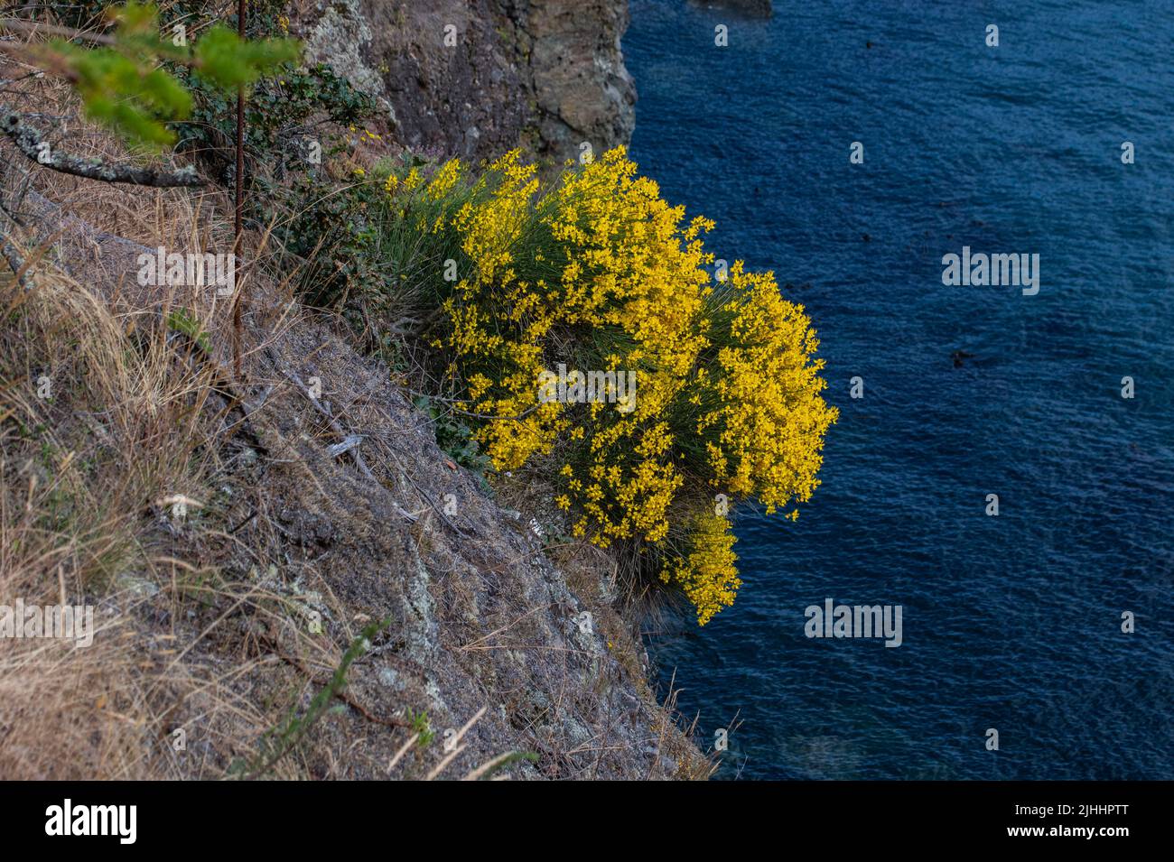 Yellow flowers growing on cliff, Swanson Channel, North Pender IIsland Stock Photo