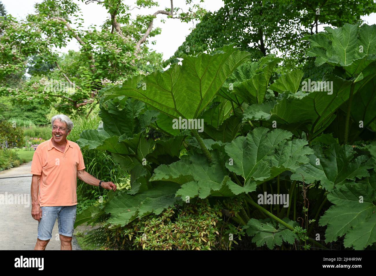 Kassel, Germany. 13th July, 2022. Karl-Heinz Freudenstein, master gardener at the Museumslandschaft Hessen-Kassel, stands in front of the poisonous Chilean giant rhubarb on Siebenbergen Island. Surrounded by a canal about ten meters wide fed from the nearby Fulda River, Siebenbergen is a wondrously quiet botanical oasis in the heart of Kassel. Around 100 plant species from all over the world can be found on the 2.5-hectare island. Credit: Uwe Zucchi/dpa/Alamy Live News Stock Photo